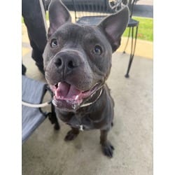 Photo of Tito, adoptable American Pit Bull Terrier in Wantagh, New York