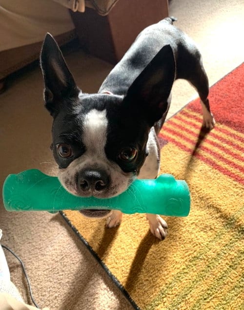 Photo of Coco, adoptable Boston Terrier in Wheaton, Illinois