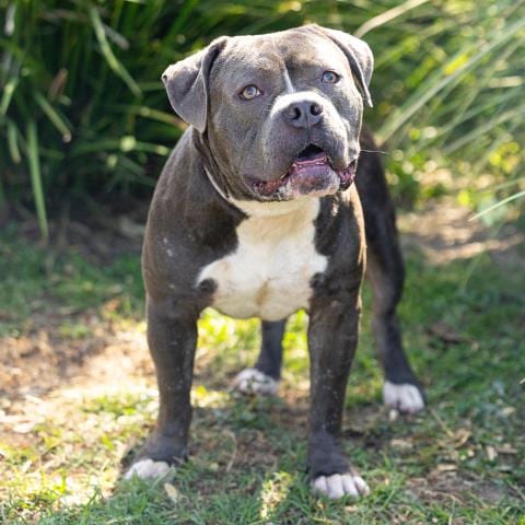 Photo of Shale, adoptable Pit Bull Terrier in Camarillo, California