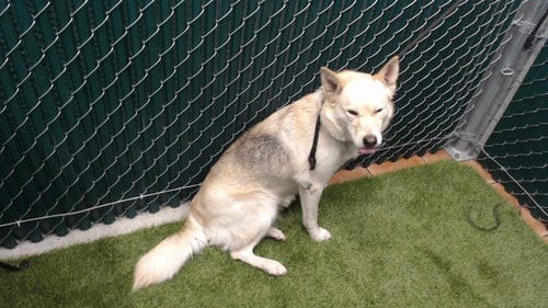 Photo of Kaya, adoptable Labrador Retriever in Downey, California