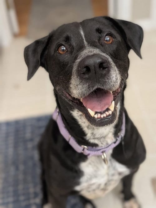 Photo of Navi, adoptable Labrador Retriever in Germantown, Ohio