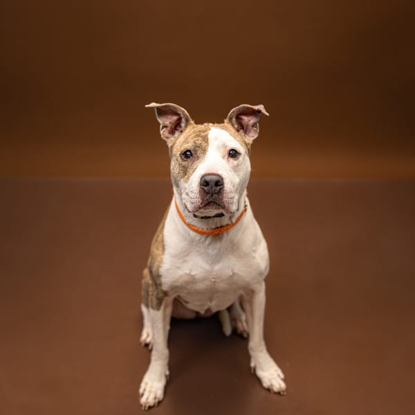 Photo of Dixie, adoptable American Pit Bull cross in Lawrenceville, Georgia