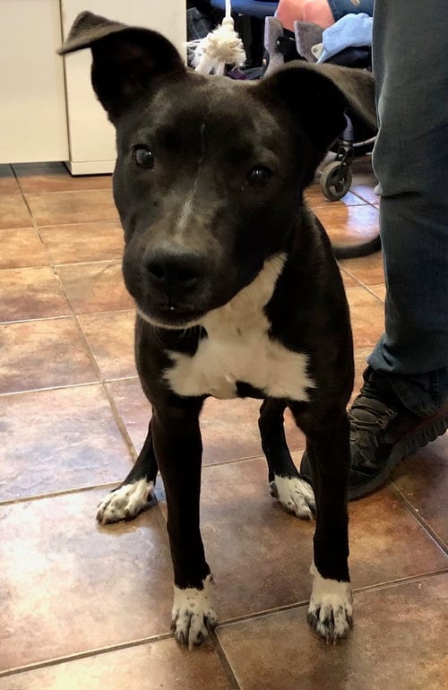 Photo of Raven, adoptable Labrador Retriever in Amarillo, Texas