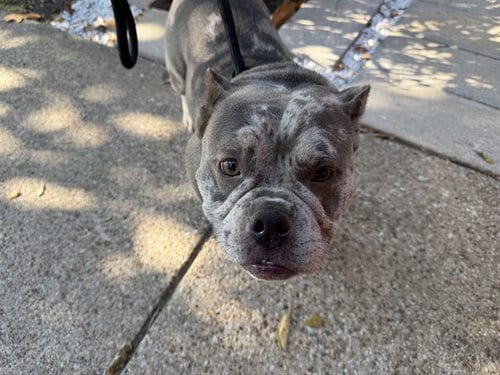 Photo of Lyla, adoptable Bulldog in Garland, Texas