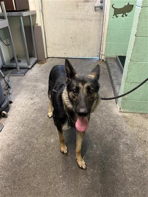 Photo of Birdie, adoptable German Shepherd Dog in Sacramento, California