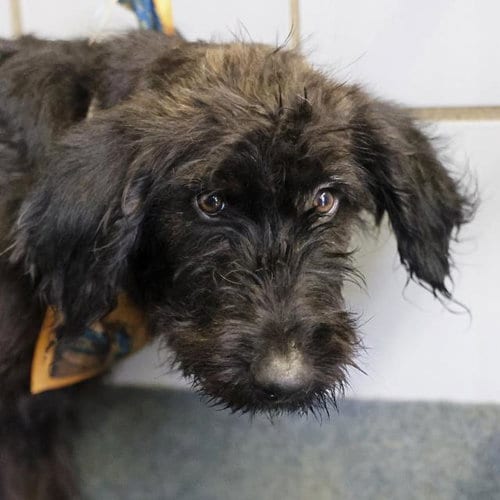 Photo of Joey Juice, adoptable Terrier in San Antonio, Texas