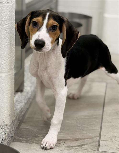 Photo of Strudel, adoptable Beagle in Canfield, Ohio