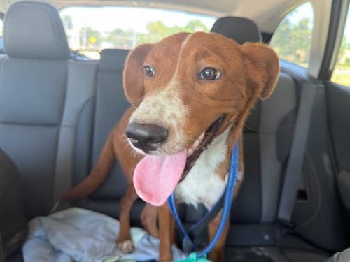 Photo of Frida, adoptable Australian Cattle Dog/Blue Heeler in Dallas, Texas