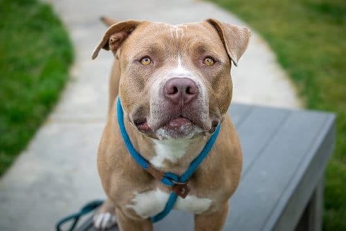 Photo of Hank, adoptable Pit Bull Terrier in San Jose, California