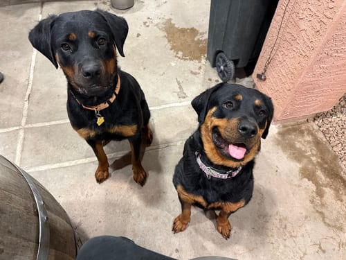 Photo of Sasha, adoptable Rottweiler in Gilbert, Arizona