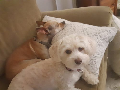 Photo of Buffy and Tina, adoptable Maltese in Columbus, Indiana