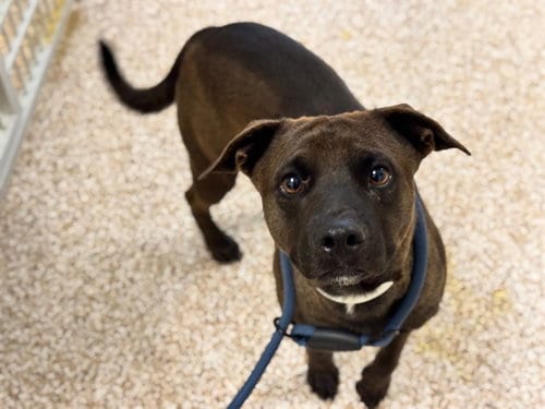 Photo of Brody, adoptable Labrador Retriever in Pueblo, Colorado