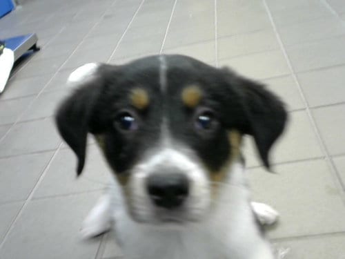 Photo of Sarge, adoptable Australian Cattle Dog/Blue Heeler in Albuquerque, New Mexico