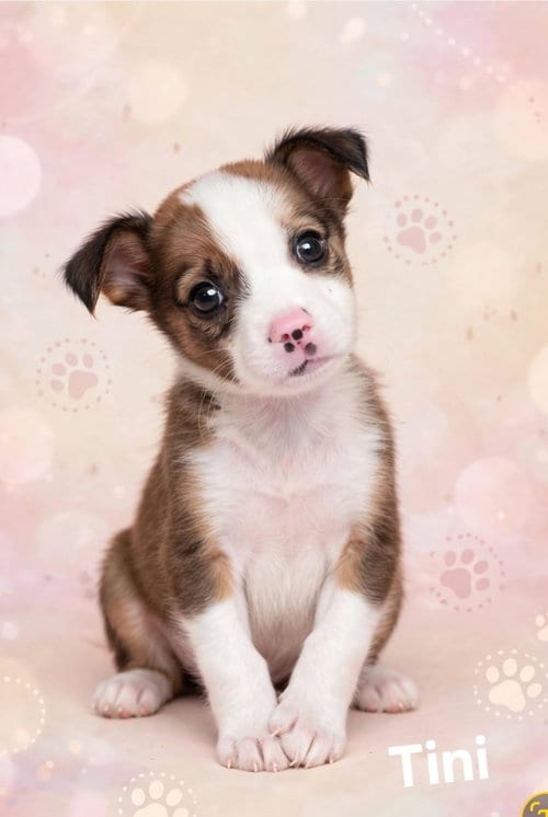 Photo of Tini, adoptable Border Collie in Newark, Delaware
