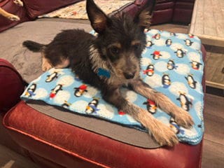 Photo of Ella, adoptable Terrier in Plainfield, Illinois