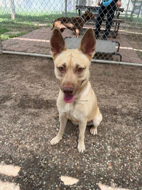 Photo of Apple, adoptable Staffordshire Bull Terrier in Houston, Texas