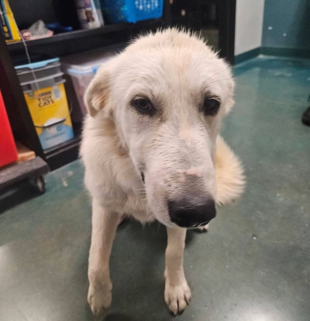 Photo of Ladybug, adoptable Great Pyrenees in Vineyard Haven, Massachusetts