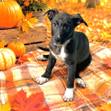 Photo of Quirky, adoptable Retriever, Black Labrador / Mix in South Elgin, Illinois