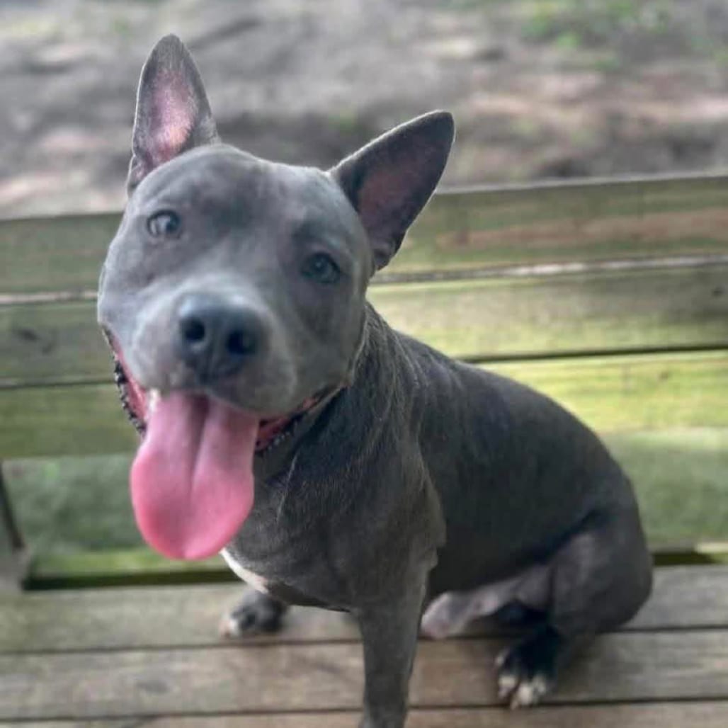 Photo of Thor, adoptable Mixed Breed (Medium) in Milton, Florida