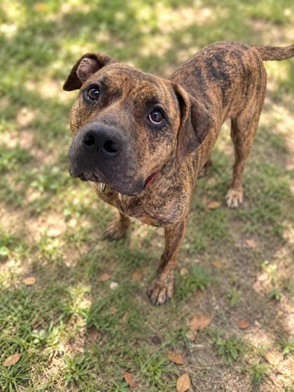 Photo of Ren, adoptable Plott Hound/Terrier, Pit Bull
