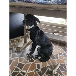 Photo of Loki, adoptable Mixed Breed (Medium) in Land O'Lakes, Florida