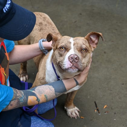 Photo of Modesty, adoptable dog in Chamblee, Georgia
