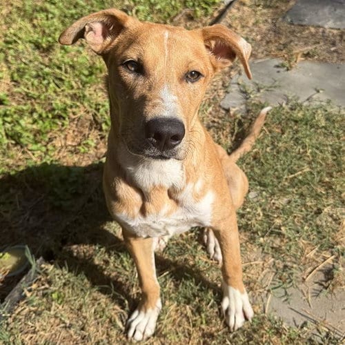 Photo of Dallas, adoptable Terrier in San Antonio, Texas