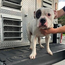 Photo of Petey, adoptable Staffordshire Bull Terrier in Ringgold, Georgia