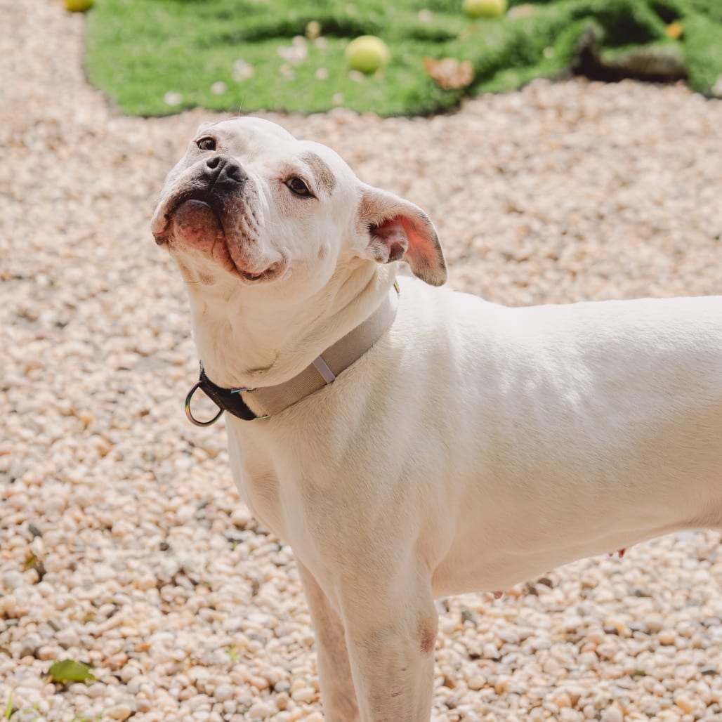 Photo of Cali, adoptable Bulldog, American / Mixed Breed (Large) in Patchogue, New York
