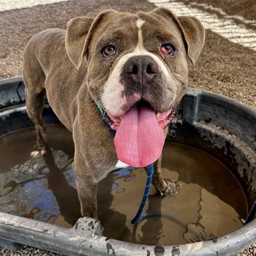 Photo of Huckleberry, adoptable American Pit Bull Terrier in Phoenix, Arizona