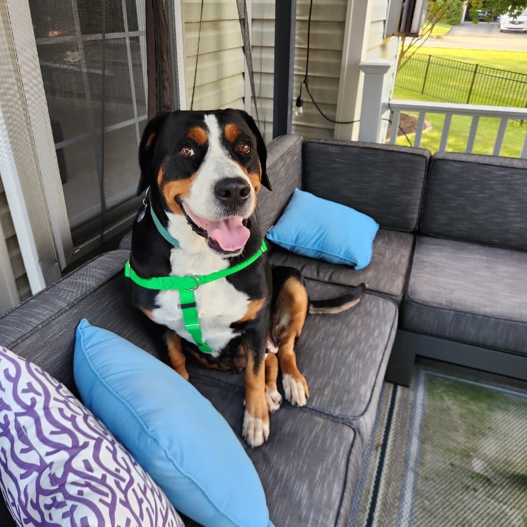 Photo of Jenny, adoptable Greater Swiss Mountain Dog in West Chester, Pennsylvania