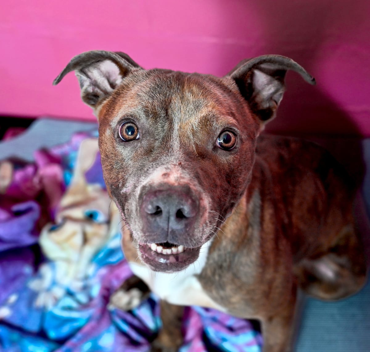 Photo of Junie, adoptable Pitbull Mix in Chattanooga, Tennessee
