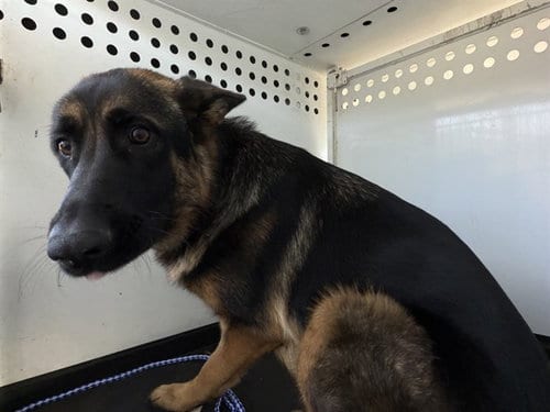 Photo of A171265, adoptable German Shepherd Dog in Bakersfield, California