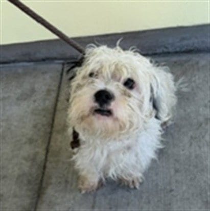 Photo of Chip, adoptable Maltese in Baldwin Park, California