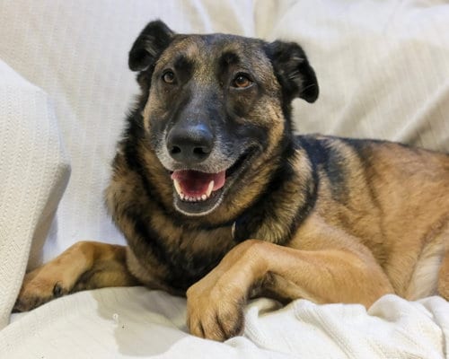 Photo of Olive, adoptable German Shepherd Dog in Baltimore, Maryland