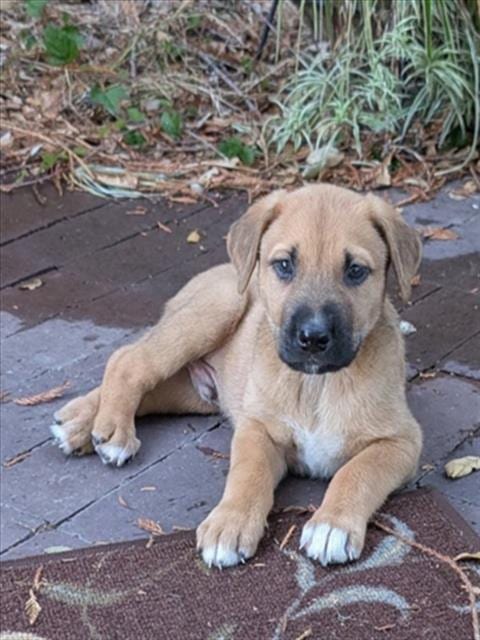 Photo of Benji, adoptable German Shepherd Dog in Santa Cruz, California