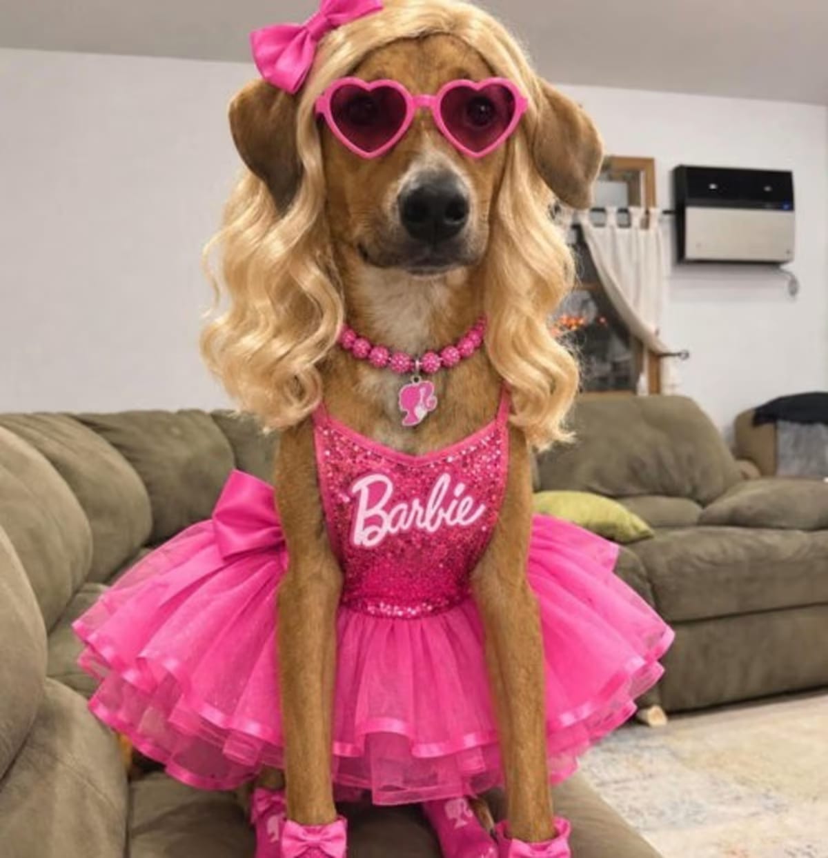 Photo of Barbie, adoptable Redbone Coonhound in Westwood, New Jersey