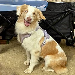 Photo of Iris, adoptable Australian Shepherd in Valley Glen, California