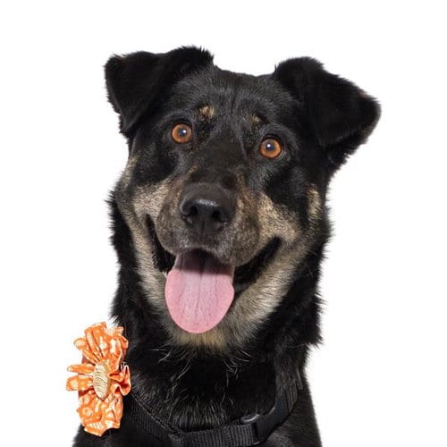 Photo of Mona, adoptable German Shepherd Dog in Santa Maria, California