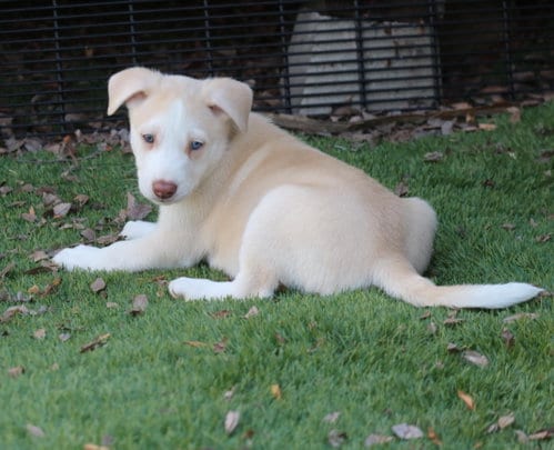 Photo of Chance, adoptable Husky in San Diego, California