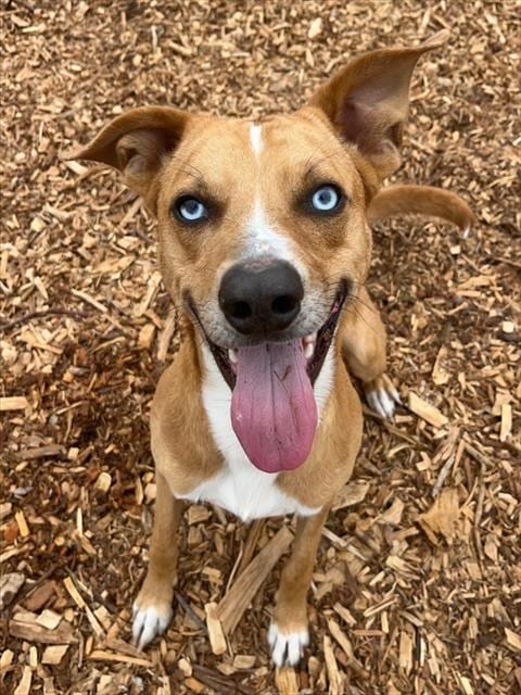 Photo of Scooby, adoptable Catahoula Leopard Dog in Santa Cruz, California