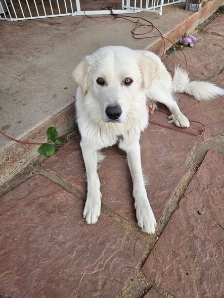 Photo of Speedy, adoptable Great Pyrenees in Tabernash, Colorado