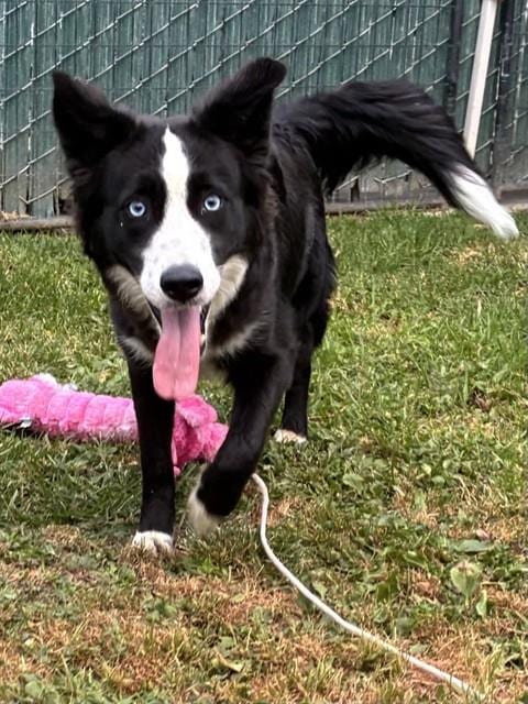 Photo of Robin, adoptable Border Collie in San Bernardino, California