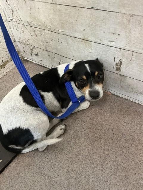 Photo of Lou Lou, adoptable Chihuahua in San Bernardino, California