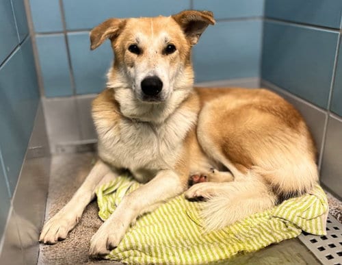 Photo of Humphrey, adoptable Collie in Houston, Texas