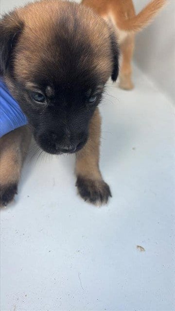 Photo of A661733, adoptable Labrador Retriever in Houston, Texas