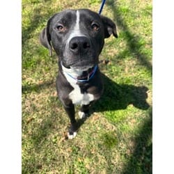 Photo of Mushroom, adoptable American Pit Bull Terrier in Baton Rouge, Louisiana
