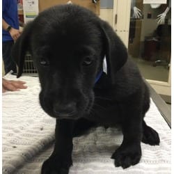Photo of Froggy, adoptable Labrador Retriever in Jurupa Valley, California