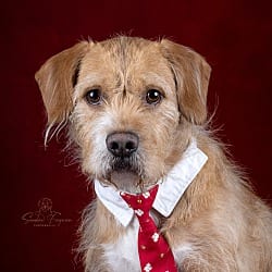 Photo of Baxter, adoptable Labradoodle in Schaumburg, Illinois