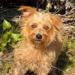 Photo of Raggedy Ann, adoptable Terrier (Unknown Type, Medium) Chihuahua in Hondo, Texas